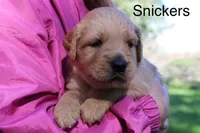 Snickers, a male Golden Retriever for sale in Nora Springs, IA – 2 of 3