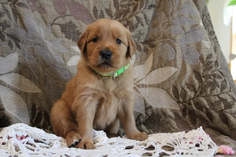 Toffee – Golden Retriever puppy for sale in Nora Springs, IA