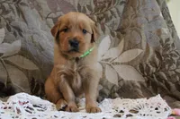 Toffee, a female Golden Retriever for sale in Nora Springs, IA – Photo 2 of 3