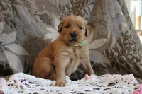 Toffee, a female Golden Retriever for sale in Nora Springs, IA – Photo 3 of 3