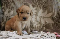 Treve, a male Golden Retriever for sale in Nora Springs, IA – Photo 2 of 3
