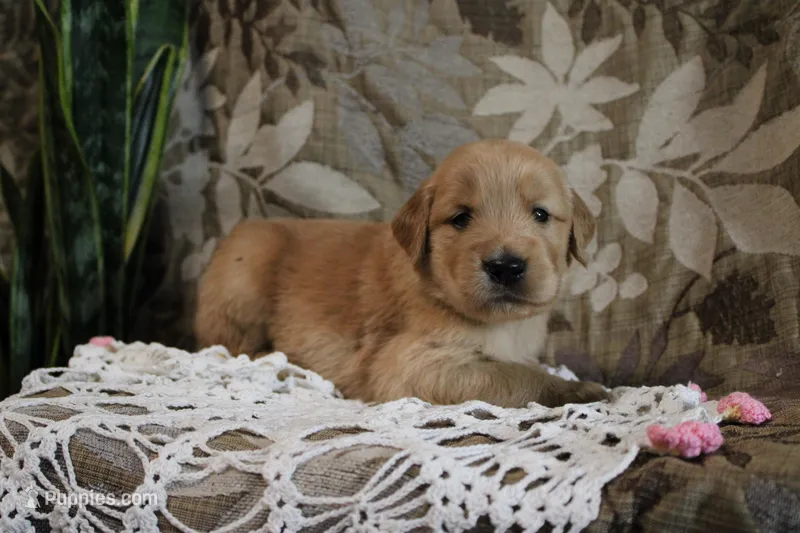 Treve – Golden Retriever puppy for sale in Nora Springs, IA