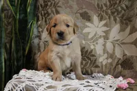 Treve, a male Golden Retriever for sale in Nora Springs, IA – Photo 3 of 3