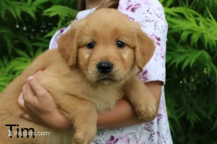 Tim – Golden Retriever puppy for sale in Nora Springs, IA