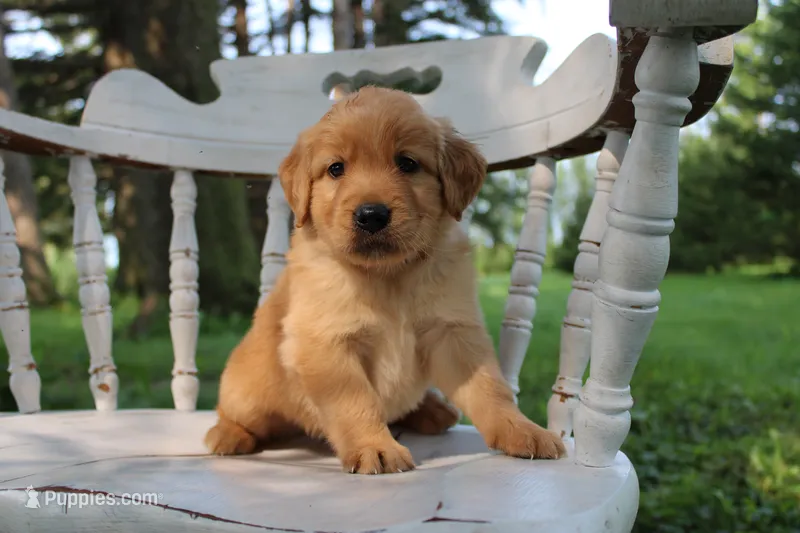 Tim – Golden Retriever puppy for sale in Nora Springs, IA