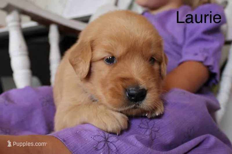 Laurie – Golden Retriever puppy for sale in Nora Springs, IA