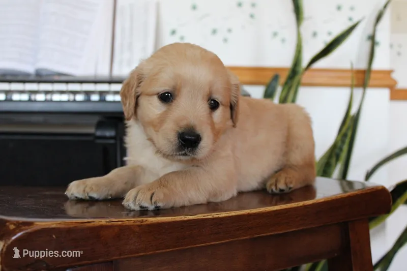 Taffy – Golden Retriever puppy for sale in Nora Springs, IA