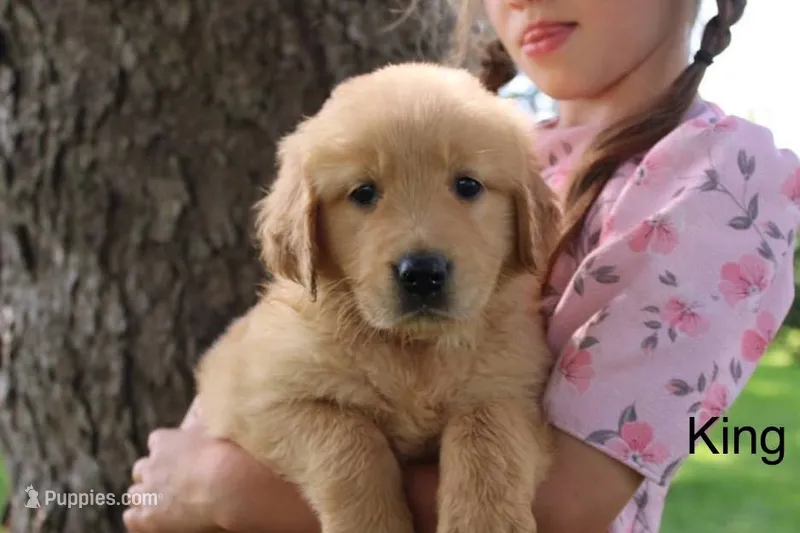 King – Golden Retriever puppy for sale in Nora Springs, IA