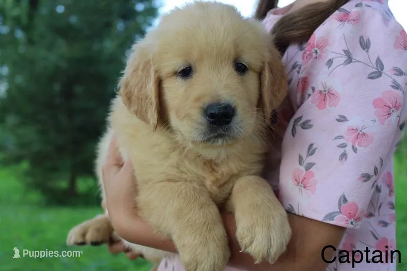 Captain – Golden Retriever puppy for sale in Nora Springs, IA