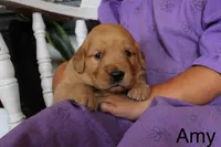 Amy, a female Golden Retriever for sale in Nora Springs, IA – 3 of 3