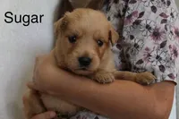 Sugar, a female Golden Retriever for sale in Nora Springs, IA – 2 of 3