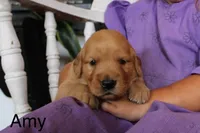 Amy, a female Golden Retriever for sale in Nora Springs, IA – 1 of 3