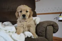 Sir Henry, a male Golden Retriever for sale in Nora Springs, IA – Photo 1 of 4
