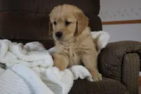 Sir Henry, a male Golden Retriever for sale in Nora Springs, IA – Photo 2 of 4