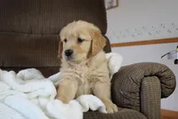 Sir Henry, a male Golden Retriever for sale in Nora Springs, IA – Photo 3 of 4