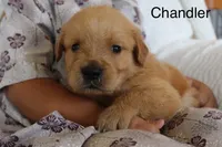 Chandler, a male Golden Retriever for sale in Nora Springs, IA – 2 of 3