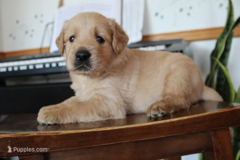 Milky Way – Golden Retriever puppy for sale in Nora Springs, IA