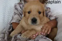 Captain, a male Golden Retriever for sale in Nora Springs, IA – 3 of 3