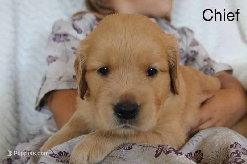 Chief – Golden Retriever puppy for sale in Nora Springs, IA