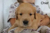 Chief, a male Golden Retriever for sale in Nora Springs, IA – 1 of 3
