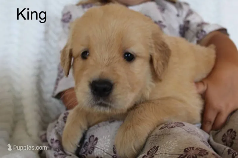 King – Golden Retriever puppy for sale in Nora Springs, IA