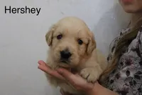 Hershey, a male Golden Retriever for sale in Nora Springs, IA – 3 of 3
