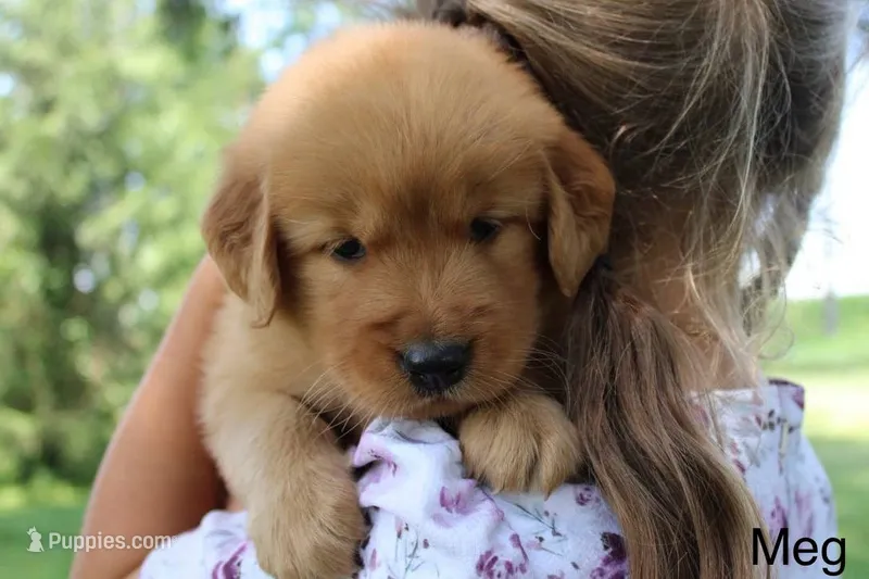 Meg – Golden Retriever puppy for sale in Nora Springs, IA