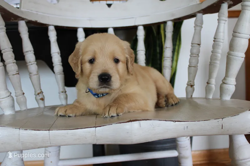 Chandler – Golden Retriever puppy for sale in Nora Springs, IA