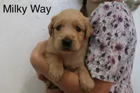 Milky Way, a male Golden Retriever for sale in Nora Springs, IA – 1 of 3
