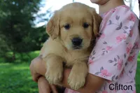 Clifton, a male Golden Retriever for sale in Nora Springs, IA – 2 of 3