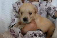 Bella, a female Golden Retriever for sale in Nora Springs, IA – 3 of 3