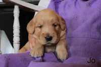 Jo, a female Golden Retriever for sale in Nora Springs, IA – 2 of 3
