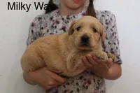 Milky Way, a male Golden Retriever for sale in Nora Springs, IA – 2 of 3
