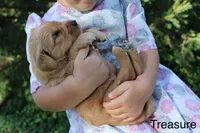 Treasure, a female Golden Retriever for sale in Nora Springs, IA – 3 of 3