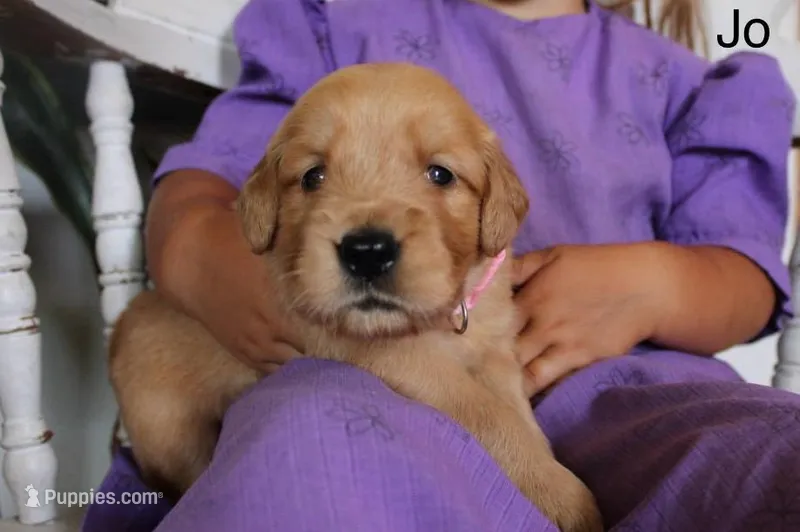 Jo – Golden Retriever puppy for sale in Nora Springs, IA