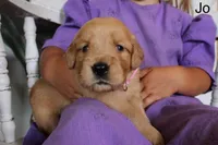 Jo, a female Golden Retriever for sale in Nora Springs, IA – 1 of 3