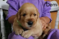 Demi, a male Golden Retriever for sale in Nora Springs, IA – 2 of 3