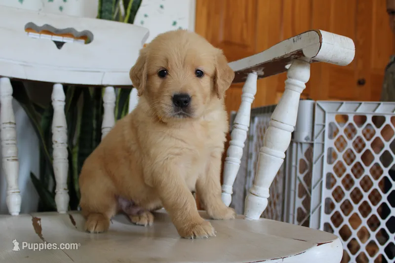 Captain – Golden Retriever puppy for sale in Nora Springs, IA