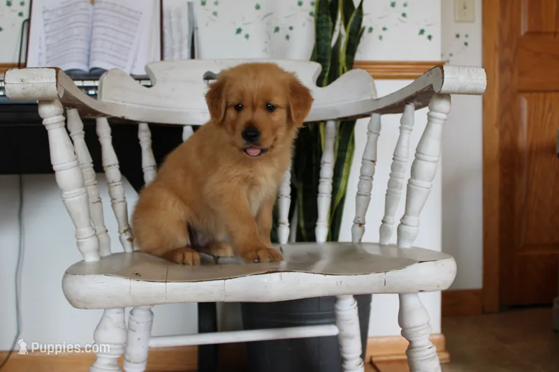 Demi – Golden Retriever puppy for sale in Nora Springs, IA