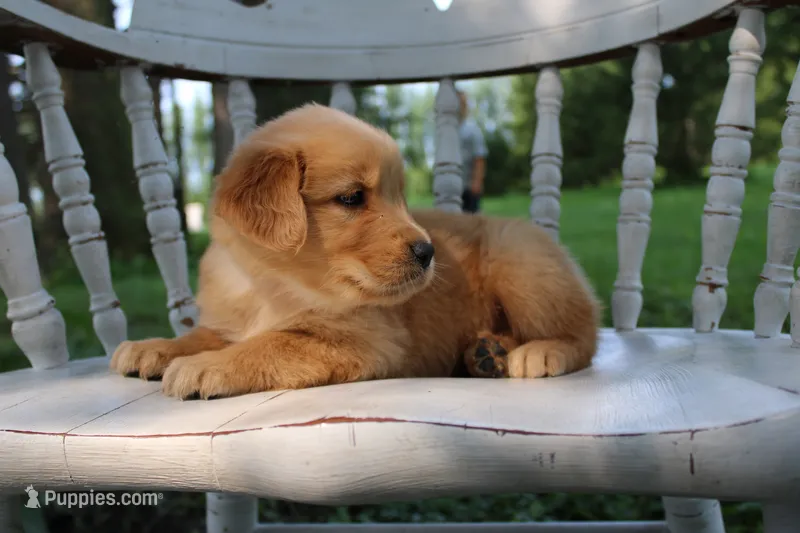 Daisy – Golden Retriever puppy for sale in Nora Springs, IA