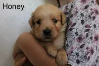 Honey, a female Golden Retriever for sale in Nora Springs, IA – 3 of 3