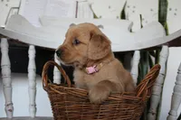 Treasure, a female Golden Retriever for sale in Nora Springs, IA – 3 of 3
