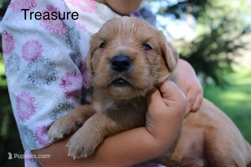 Treasure – Golden Retriever puppy for sale in Nora Springs, IA