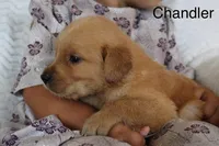 Chandler, a male Golden Retriever for sale in Nora Springs, IA – 3 of 3
