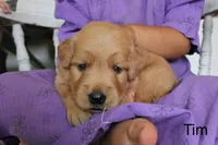Tim, a male Golden Retriever for sale in Nora Springs, IA – 2 of 3