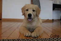 Cobe, a male Golden Retriever for sale in Nora Springs, IA – 6 of 8