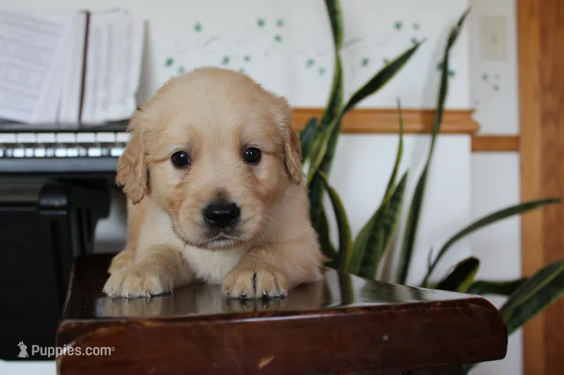 Hershey – Golden Retriever puppy for sale in Nora Springs, IA