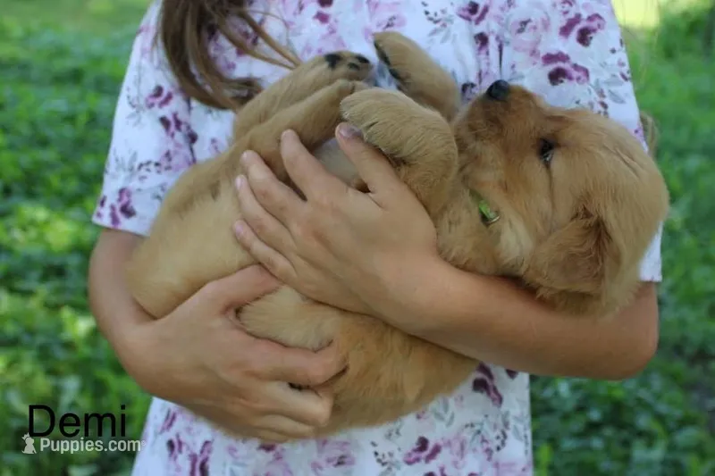 Demi – Golden Retriever puppy for sale in Nora Springs, IA
