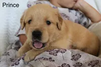 Prince, a male Golden Retriever for sale in Nora Springs, IA – 1 of 3