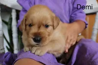 Demi, a male Golden Retriever for sale in Nora Springs, IA – 1 of 3